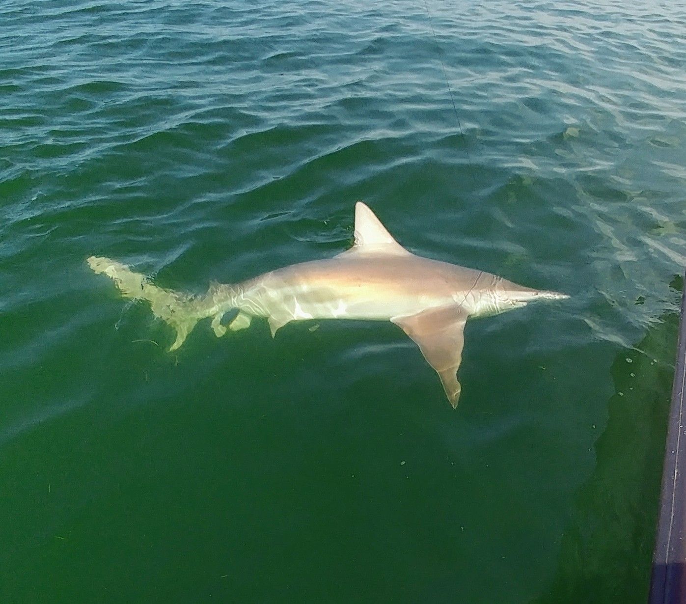 Sharks - Florida Go Fishing