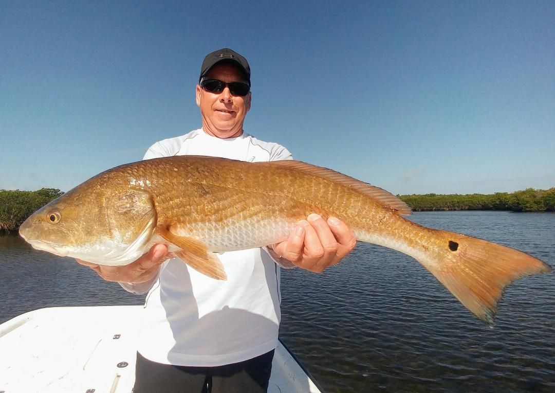 a fisherman holding a stud redfish caught in the Crystal River inshore.