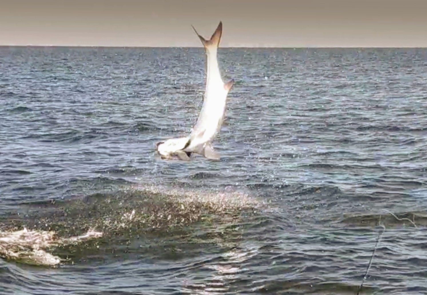 A picture of Crystal River Florida Fishing Adventures It’s Almost Tarpon Time: Catching The Silver King