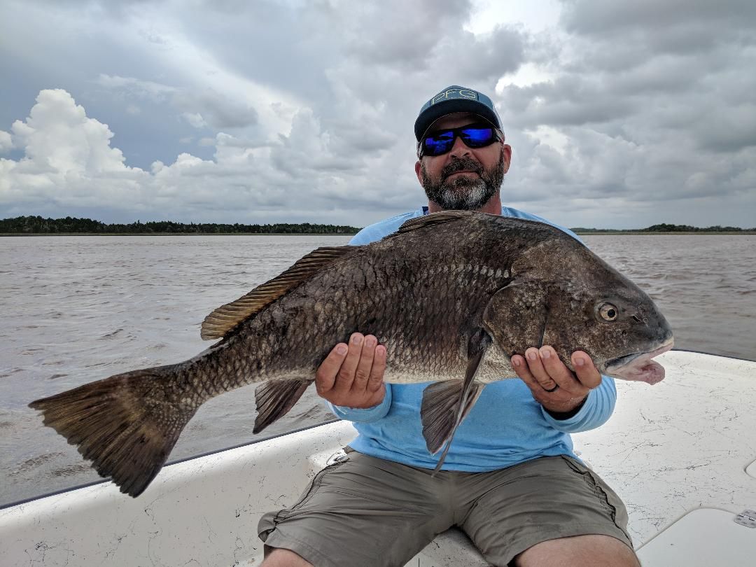 a picture of a blackdrum caught in Crystal river