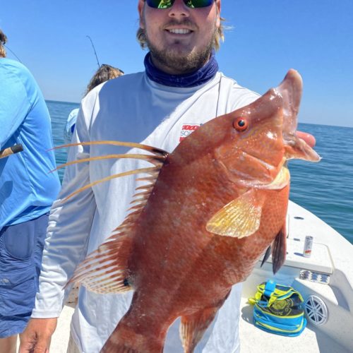 Crystal River Offshore Fishing Charters a fisherman with a hogfish