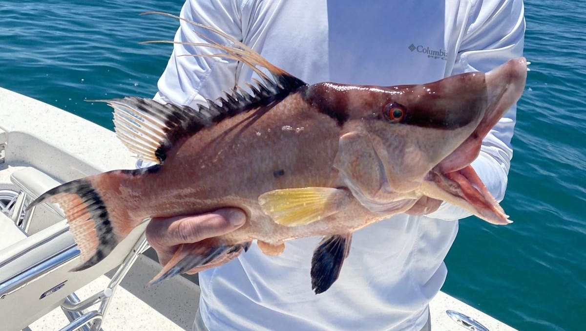 Mangrove Snapper want that Vudu Shrimp