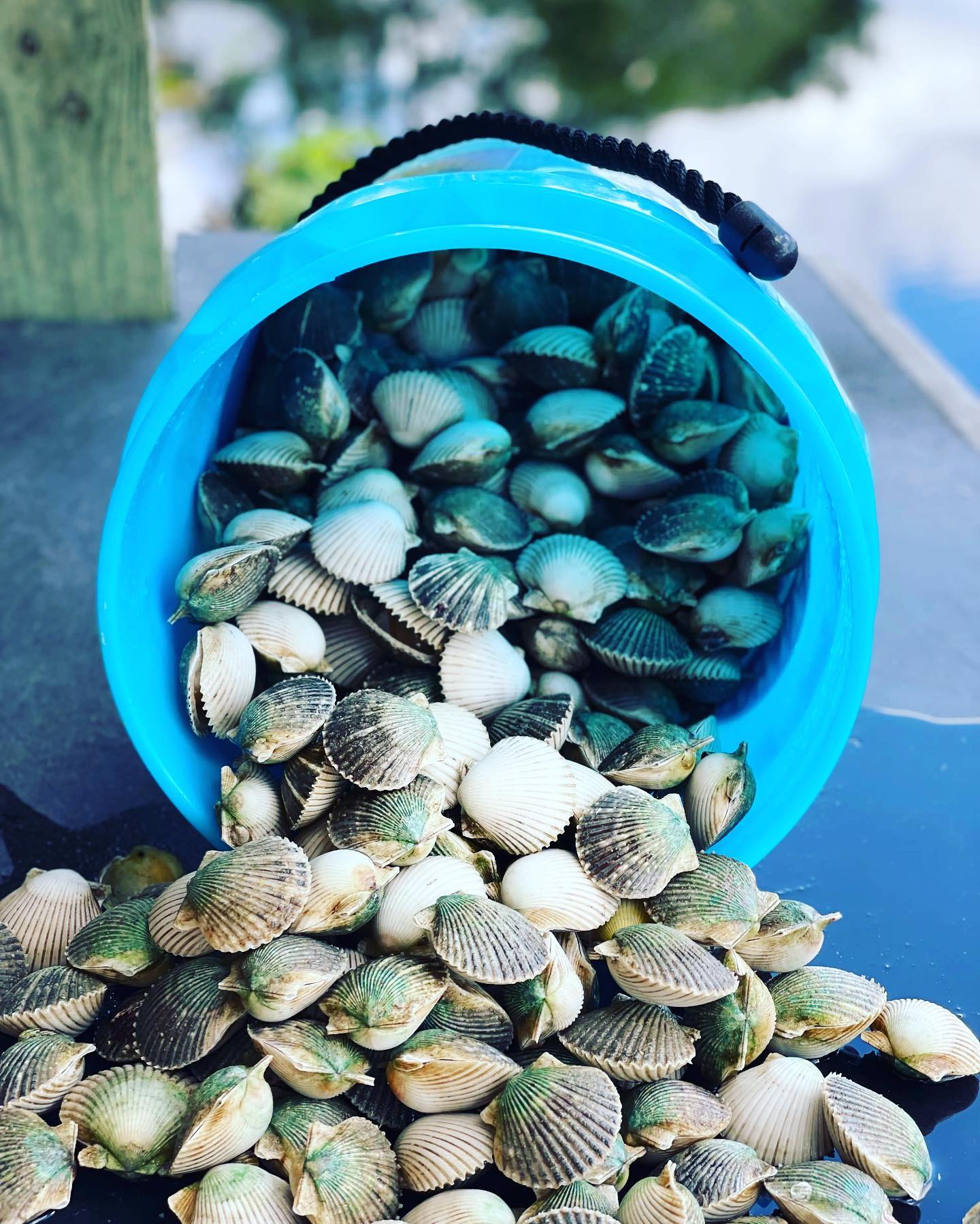 Scalloping In Crystal River Florida