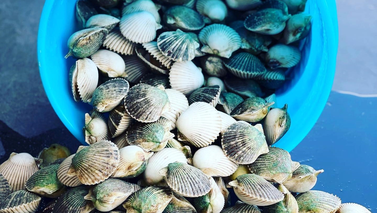 A picture of Crystal River Florida Fishing Adventures Florida Scallop Season 2023: What to Know for a Successful Harvest