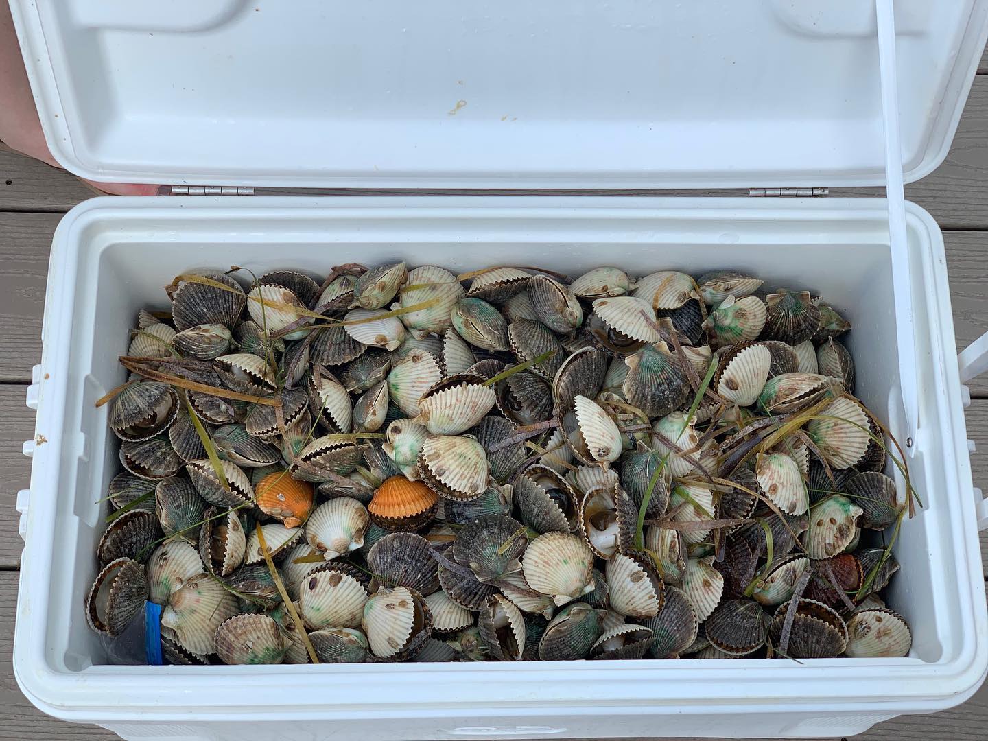 a picture of a cooler full of scallops harvested in Homosassa Florida