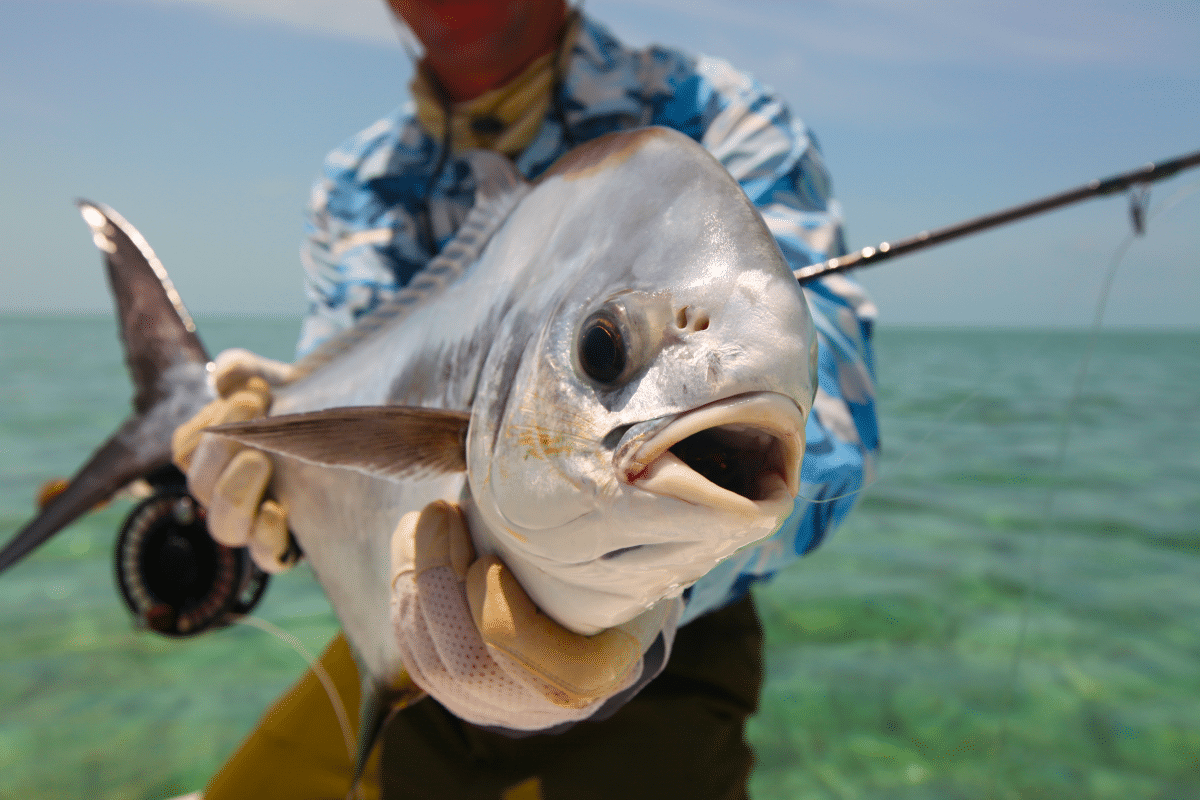 A crystal river fishing charter client with a Permit