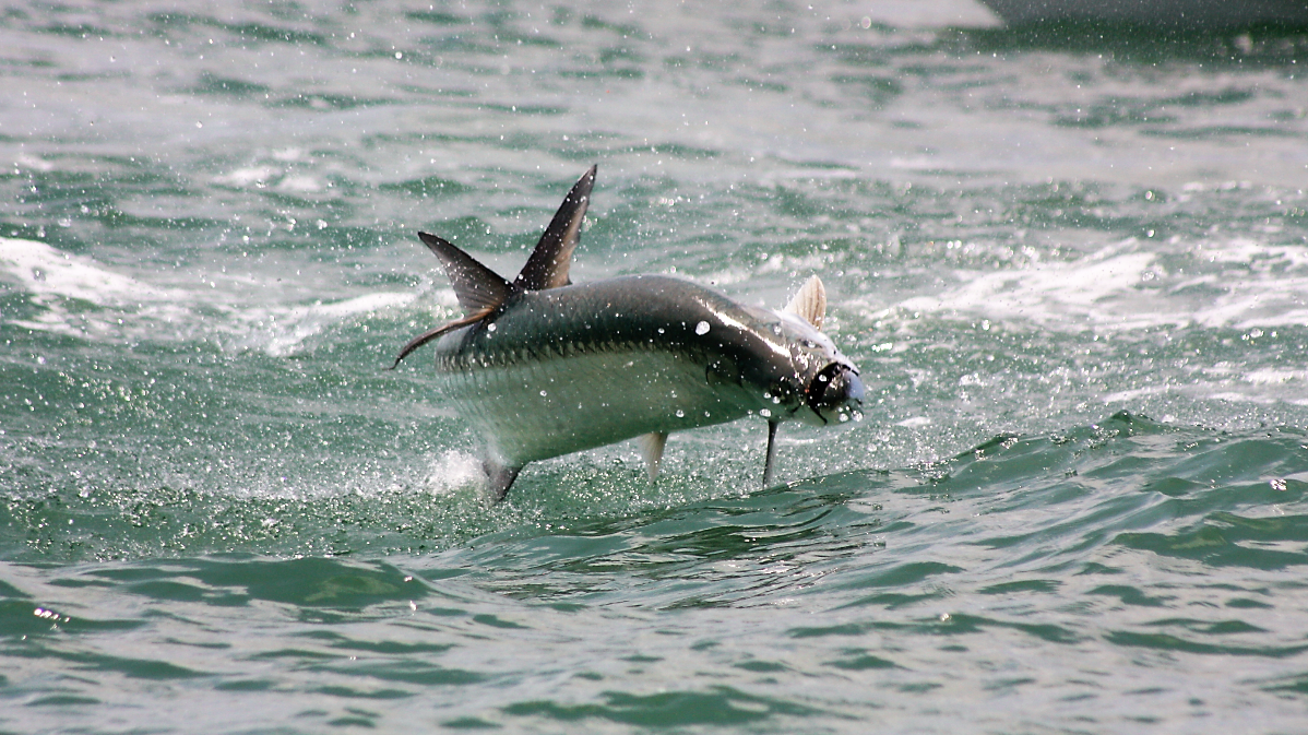 It's Almost Tarpon Time: Catching The Silver King