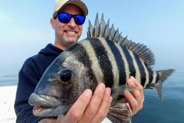 a fisherman holding a sheepshead he caught in Crystal River, Florida
